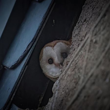 Domaine De Saint Loth' B&B 외부 사진